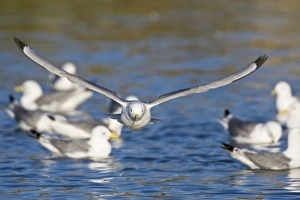 Images Dated 29th June 2007: Black-legged Kittiwakes bathe in pond near Snaefellsness, Iceland