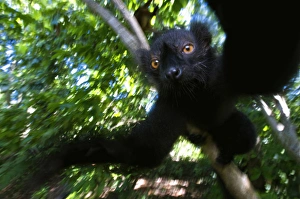 Andres Morya Prints: Black Lemur (Eulemur macaco macaco), male and female, Lokobe Nature Special Reserve