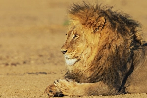 Lion Prints: Black-maned lion male resting in the morning sun of the Kalahari Desert, southern Africa