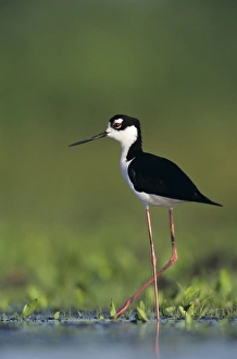 Images Dated 19th October 2007: Black-necked Stilt, Himantopus mexicanus, adult, Lake Corpus Christi, Texas, USA, May 2003