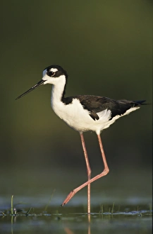 Wading Bird Prints: Black-necked Stilt, Himantopus mexicanus, adult, Lake Corpus Christi, Texas, USA, May 2003