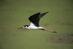 Images Dated 25th April 2012: Black-necked stilt (Himantopus mexicanus), Little St Simons Island, Barrier Islands