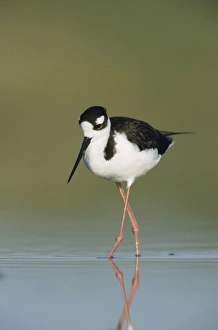 Images Dated 21st August 2012: Black-necked Stilt, Himantopus mexicanus, adult, Lake Corpus Christi, Texas, USA, May