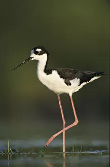 Images Dated 19th October 2007: Black-necked Stilt, Himantopus mexicanus, adult, Lake Corpus Christi, Texas, USA, May 2003