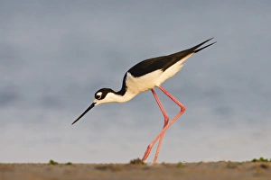 Images Dated 20th April 2011: Black- necked Stilt (Himantopus mexicanus) adult foraging along beach, Laguna Madre bay