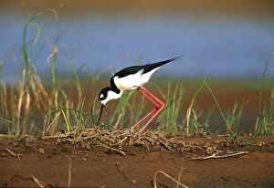 Black-necked Stilt (Himantopus mexicanus) turning eggs at nest, Karl Bartel Grassland