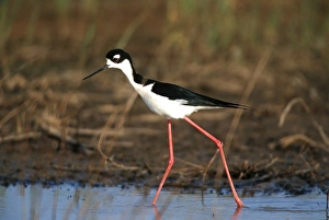 Black-necked Stilt (Himantopus mexicanus) in wetland, Karl Bartel Grassland Prairie