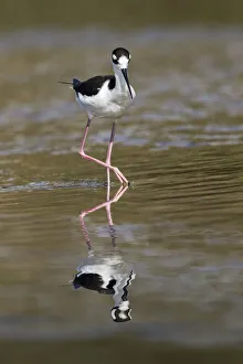 South Florida Prints: Black-necked stilt, Myakka River State Park, Florida
