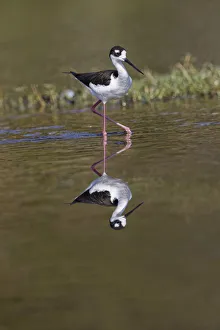 Black-necked stilt, Myakka River State Park, Florida