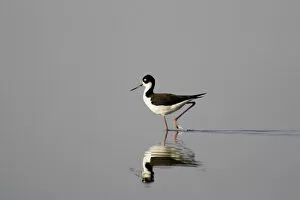 Black necked stilt searches for food in shallow water of Mann Lake in southeastern Oregon