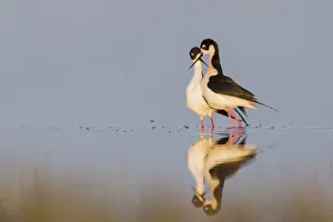 Dance Prints: Black-necked Stilts; Courtship dance