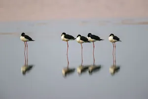 Mirrored Prints: Black necked stilts sleeping and reflection, South Padre Island, Texas
