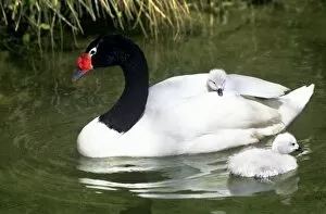 Black-necked swan adult and cygnets in water. (Captive) Credit as