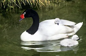 Black-necked swan adult and cygnets in water. (Captive) Credit as Black-necked swan adult and cygnets in water. (Captive) Credit as