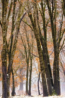 Images Dated 19th December 2015: Black oaks in winter, Yosemite Valley, Yosemite National Park, California USA