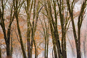 High Sierra Prints: Black oaks in winter, Yosemite Valley, Yosemite National Park, California USA