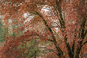 Images Dated 20th December 2015: Black oaks in winter, Yosemite Valley, Yosemite National Park, California USA
