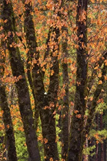 Images Dated 20th December 2015: Black oaks in winter, Yosemite Valley, Yosemite National Park, California USA
