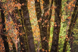 Sierras Prints: Black oaks in winter, Yosemite Valley, Yosemite National Park, California USA