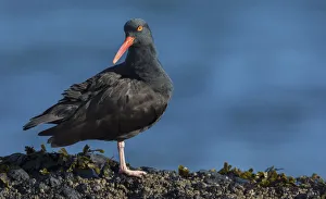 Salish Sea Prints: Black oystercatcher