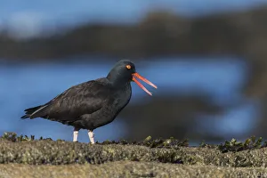 Sea Bird Prints: Black Oystercatcher Calling