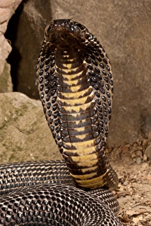 Vertebrate Prints: Black Pakistan Cobra, Naja naja karachiensis, Native to Pakistan, Habitat: Exists