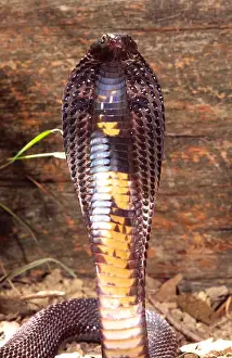 Hood Prints: Black Pakistan Cobra Naja naja karchiensis Native to Pakistan
