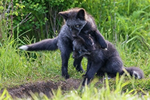 Survival Prints: Black phase red fox kits playing near den entrance, Washington State, USA