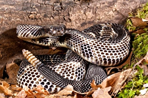Black Phase Timber Rattlesnake, Crotalus horridus horridus, Native to North Eastern US