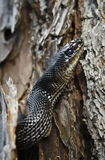 Telfair County Prints: Black Pine Snake (Pituophis melanoleucus lodingi) CAPTIVE Southern USA
