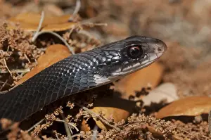 Images Dated 1st May 2010: Black Racer (Coluber constrictor) Little St Simons Island, Barrier Islands