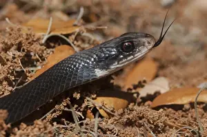 Images Dated 1st May 2010: Black Racer (Coluber constrictor) Little St Simons Island, Barrier Islands
