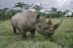 Images Dated 12th November 2005: Black Rhinoceros