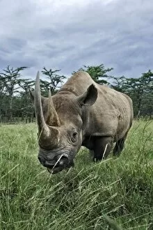 Images Dated 12th November 2005: Black Rhinoceros, Diceros bicornis, Kenya