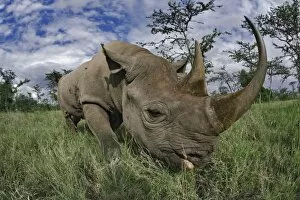 Images Dated 13th November 2005: Black Rhinoceros, Diceros bicornis, Kenya