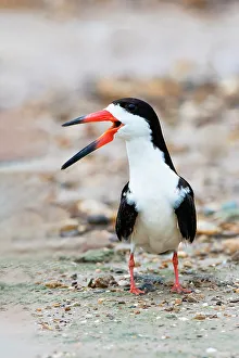 Cameron County Prints: Black skimmer adult calling