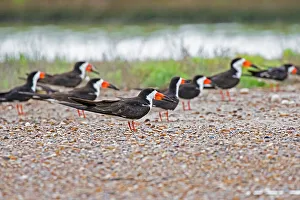 Nesting Prints: Black skimmer adults at nest colony