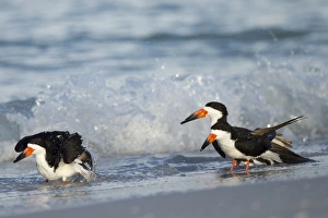 Images Dated 7th July 2015: Black Skimmer bathing along shoreline, Rynchops niger, Gulf of Mexico, Florida