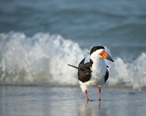 Black Skimmer bathing along shoreline, Rynchops niger, Gulf of Mexico, Florida