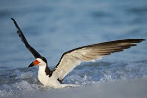 Images Dated 9th July 2015: Black Skimmer bathing along shoreline, Rynchops niger, Gulf of Mexico, Florida