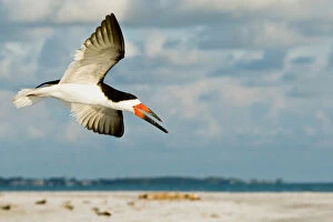 Black Skimmer Bird Flying close to photographer on beach in Florida