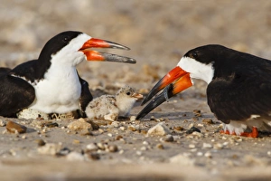 Images Dated 30th June 2014: Black Skimmer and chick
