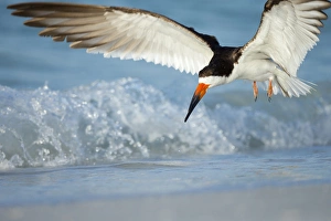 Black Skimmer coming in for a landing, Rynchops niger, Gulf of Mexico, Florida