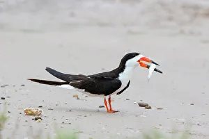 Mating Prints: Black skimmer courtship behavior by bringing fish to mate