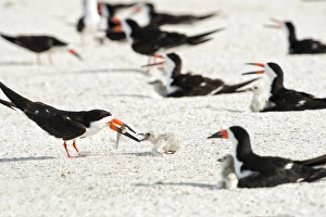 Chicks Prints: Black skimmer feeding chick