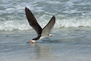 Images Dated 5th October 2016: Black skimmer feeding in water flying
