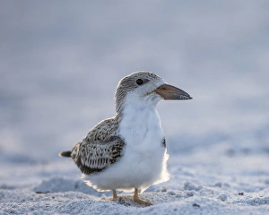 Fledgling Prints: Black Skimmer fledgling on beach, Rynchops niger, Gulf of Mexico, Florida