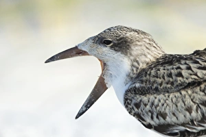Images Dated 9th July 2015: Black Skimmer fledgling waiting on parent to return from sea