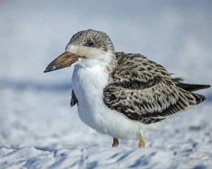 Fledgling Prints: Black Skimmer fledgling waiting on parent to return from sea