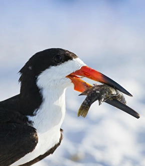 Black Skimmer with food, Rynchops niger, Gulf of Mexico, Florida